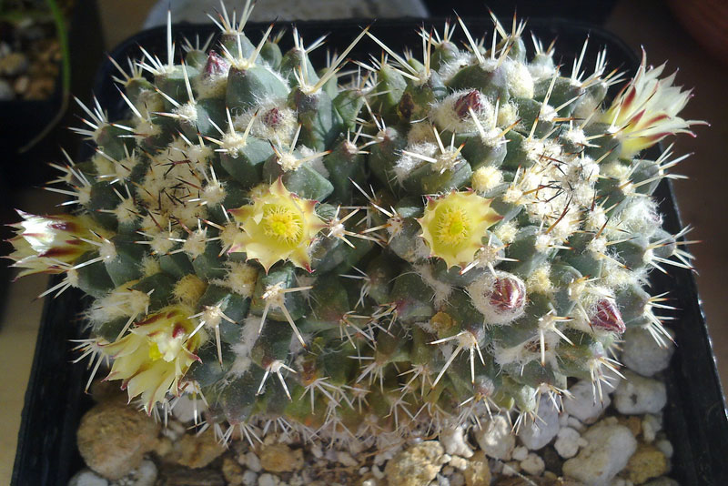 Mammillaria peninsularis